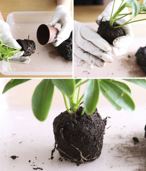 lấy cây ra khỏi chậu 1